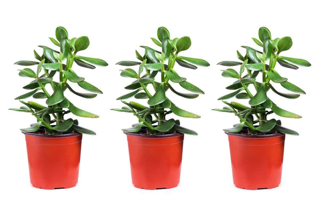ديكور داخلي – إليك 7 من أفضل أنواع النباتات للحصول على ديكور داخلي رائع للمنزل